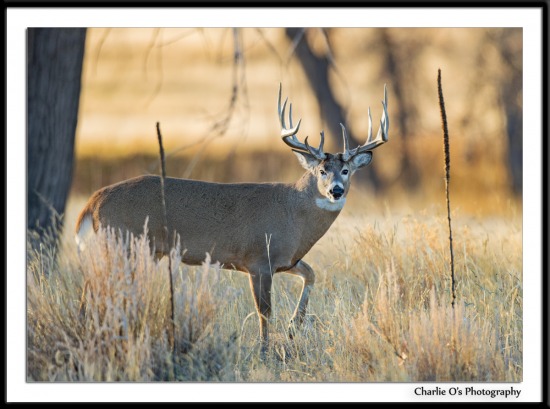 Deer - Wildlife & Landscape Photos: For a limited time all wildlife ...